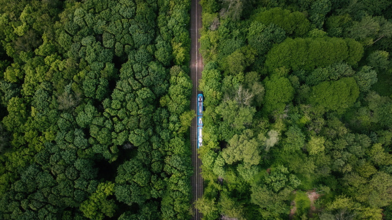 Поезд проходящий через парк Сокольники